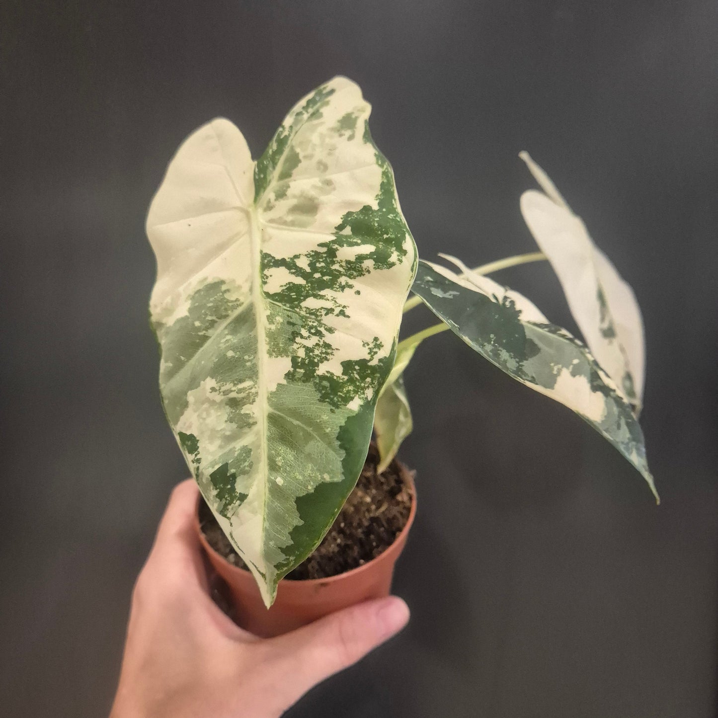 A variegated Alocasia plant in a small terracotta pot being held by a hand against a dark gray background.