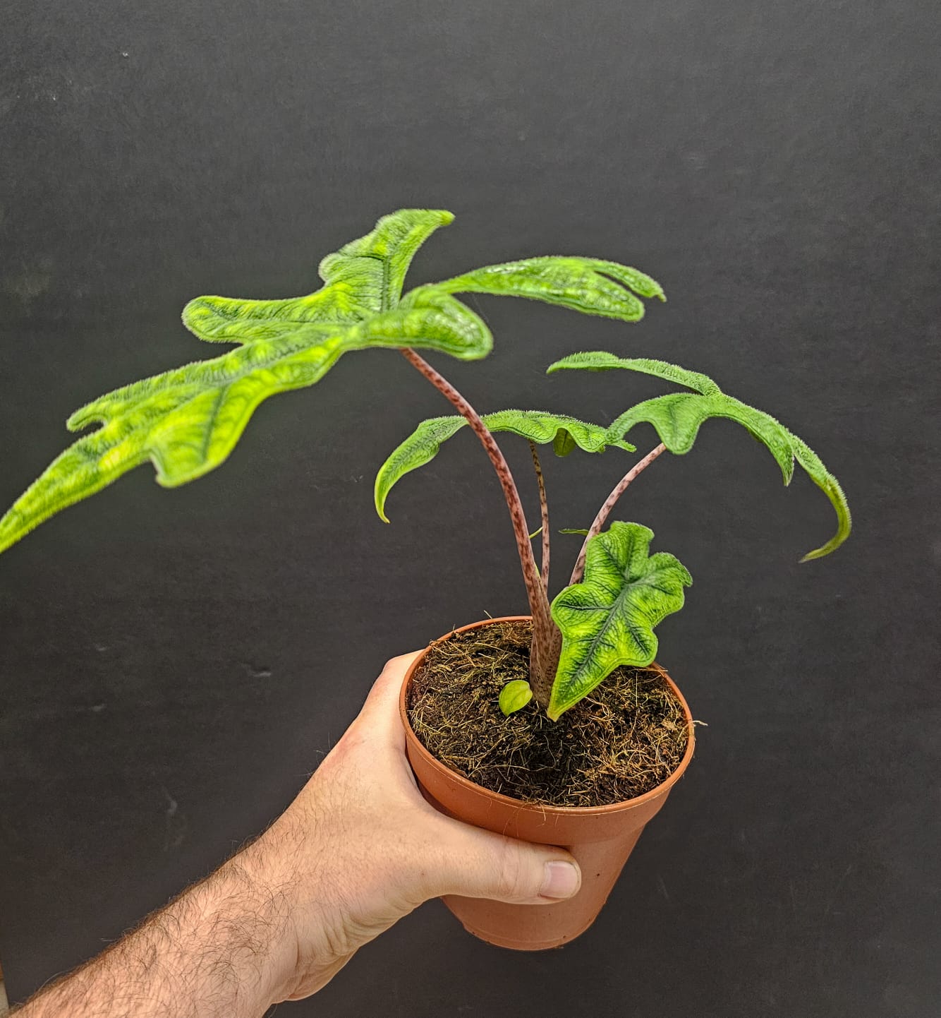 Alocasia Jacklyn | Houseplant