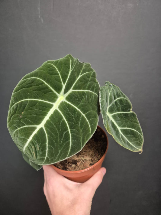 Alocasia Black Velvet - Elephant Ear - Houseplant