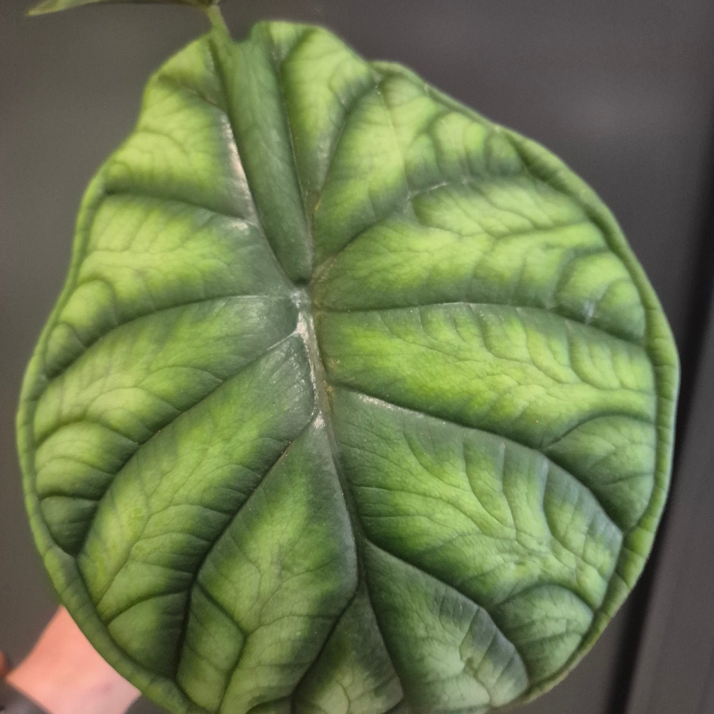 Centre close-up of Alocasia Dragon Scale leaf showing its thick, deeply veined, leather-like texture