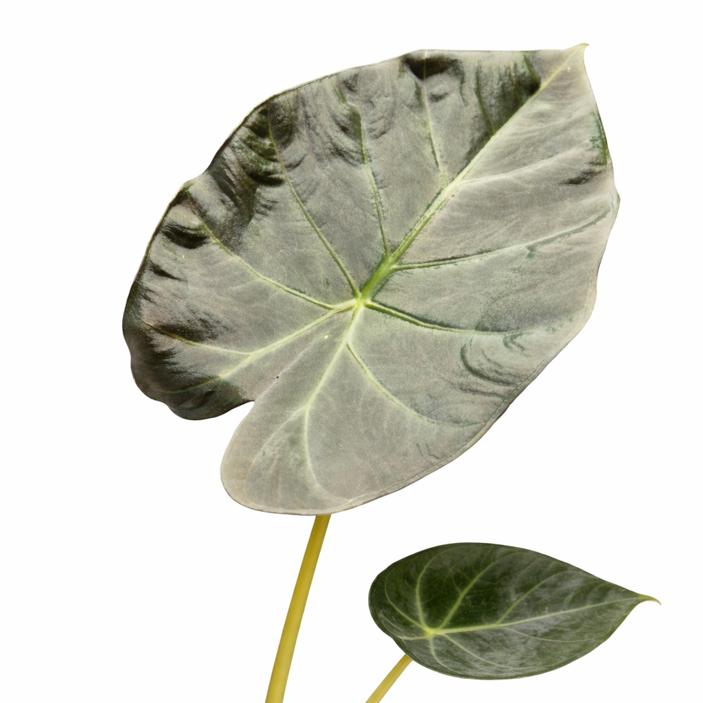 Large green leaf with a white background