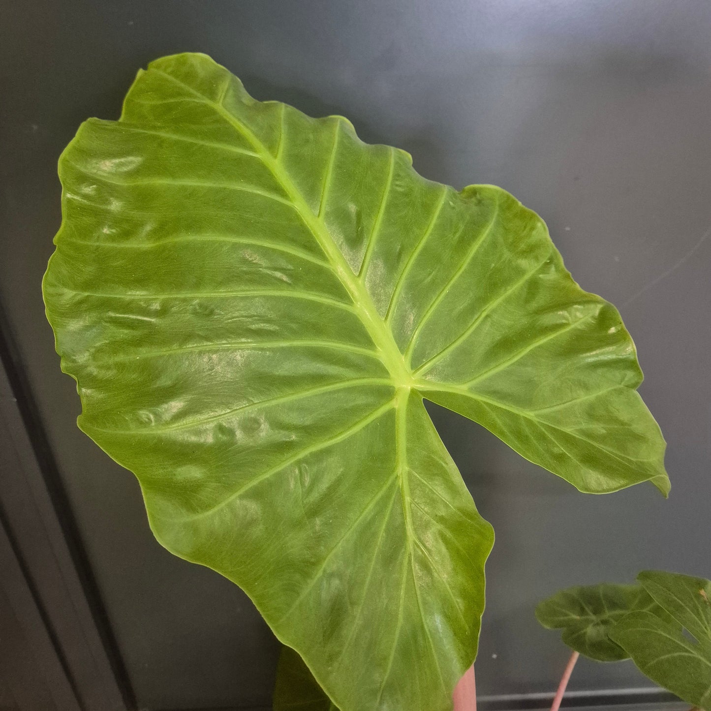 A large Alocasia Imperial Red leaf with prominent veins, photographed against a dark grey background.