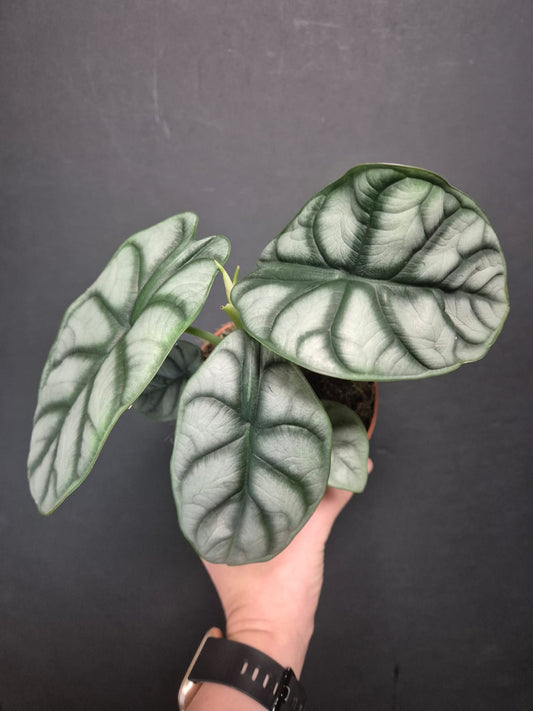 Alocasia Silver Dragon - Elephant Ear | Houseplant