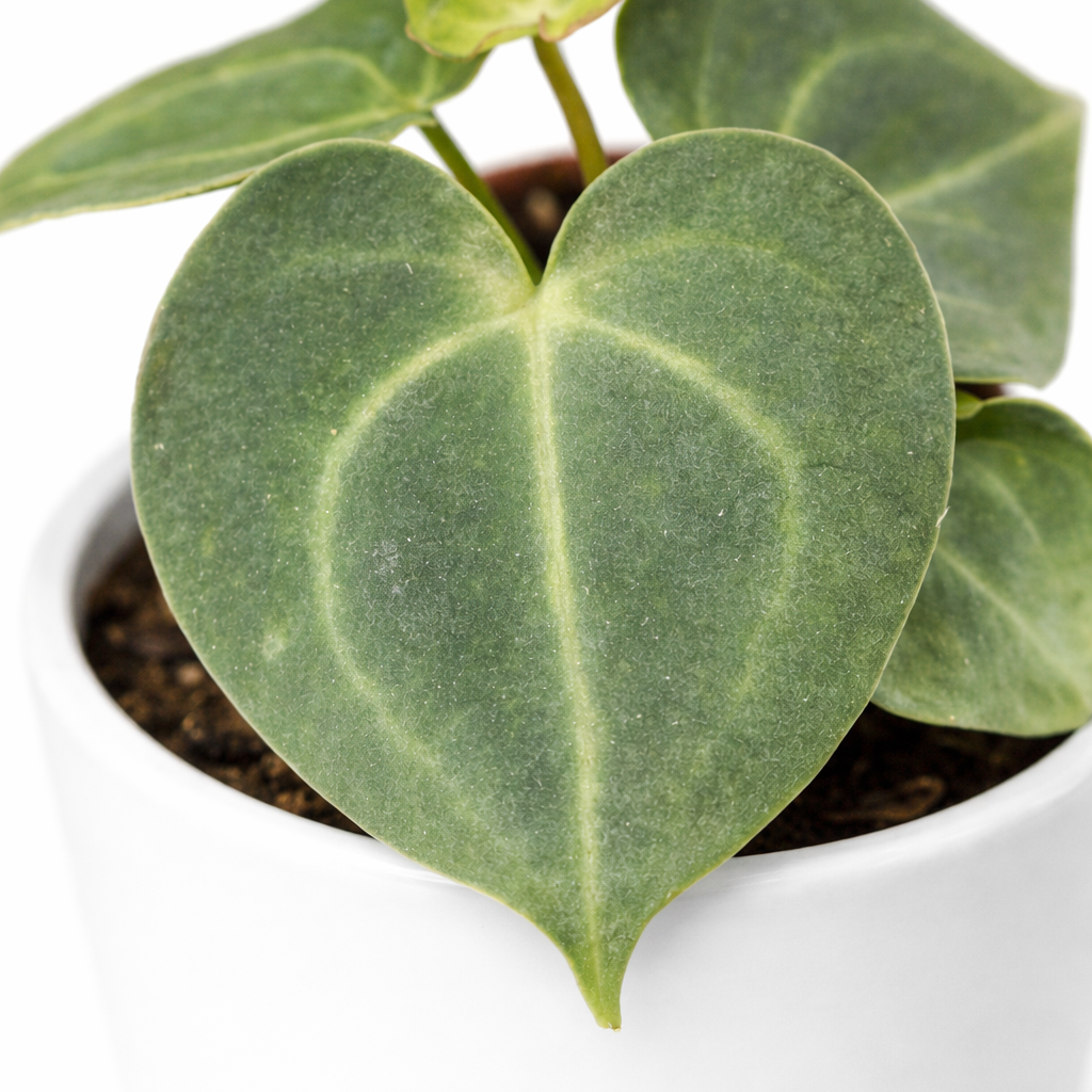 Heart-shaped green leaves of a potted plant on a white background