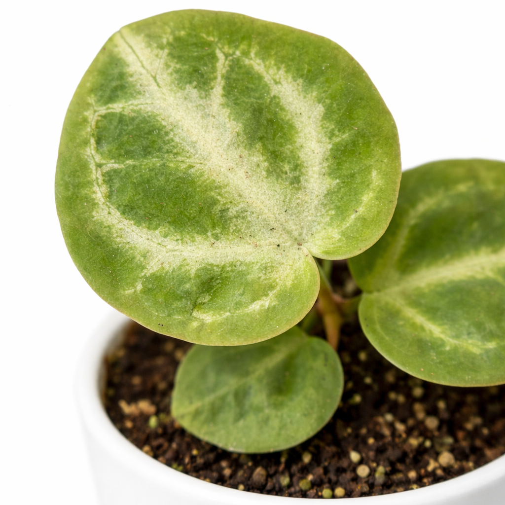 Potted plant with green leaves on a white background