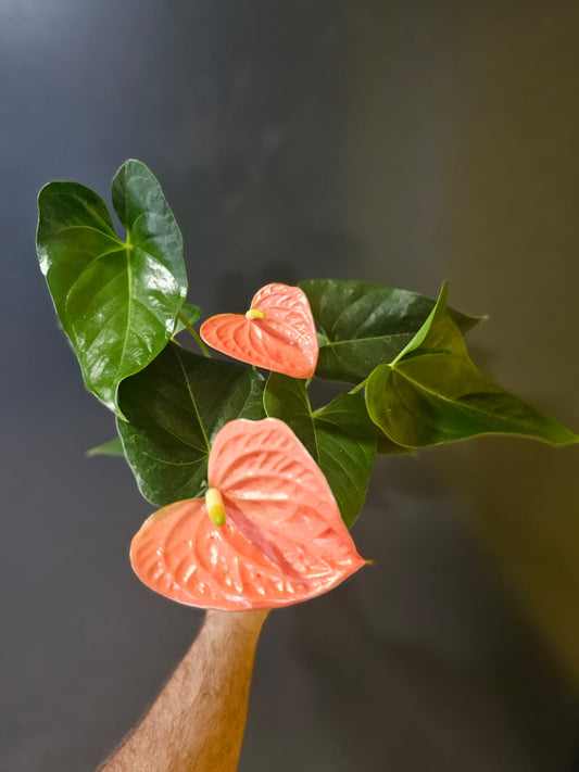 Anthurium Salmon Pink | Flamingo Flower | Houseplant Plant Paradise By Gemma