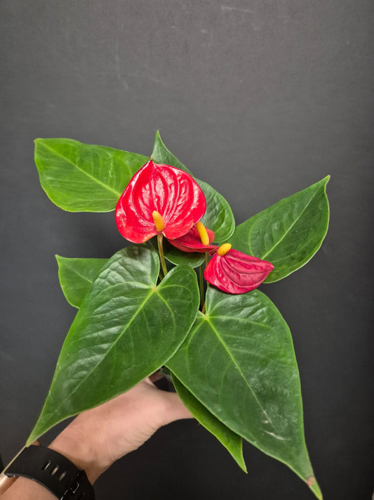 Anthurium Red Small | Flamingo Flower | Houseplant