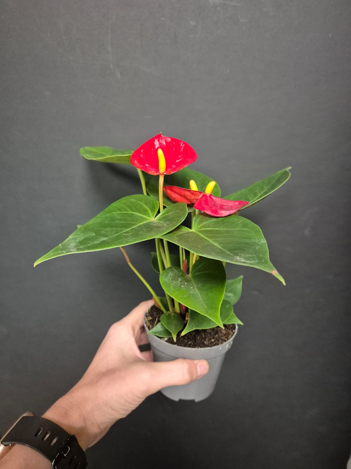 Anthurium Red Small | Flamingo Flower | Houseplant