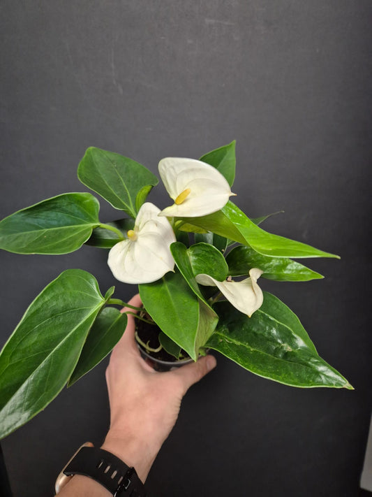 Anthurium White Small | Flamingo Flower | Houseplant