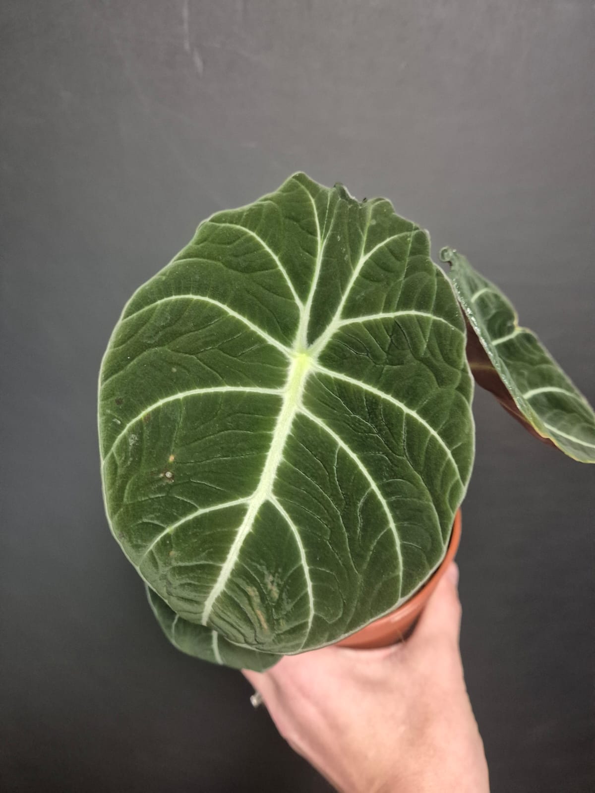 Alocasia Black Velvet - Elephant Ear - Houseplant