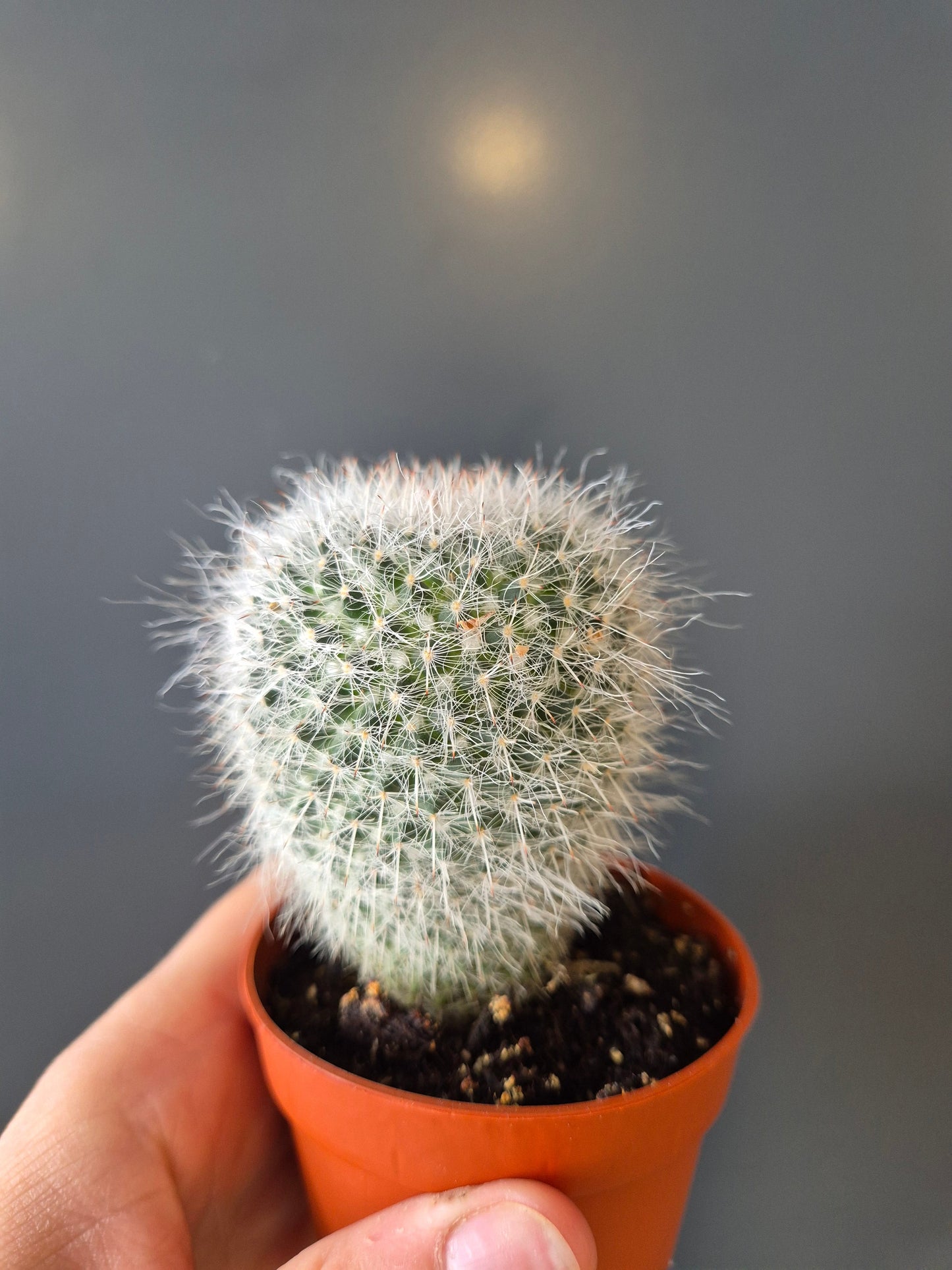 Cactus, Frontal, 1 single balloon shaped white cactus with fur looking spikes all around from top to bottom