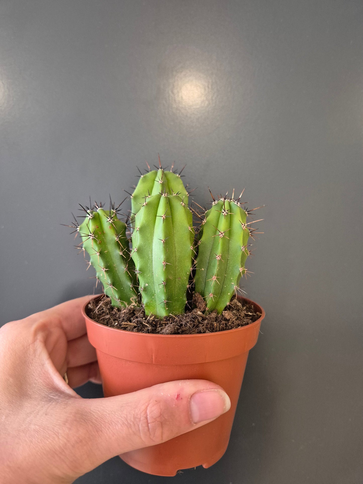 Cactus, Frontal, 4 green tubes with small black spikes all around from top to bottom