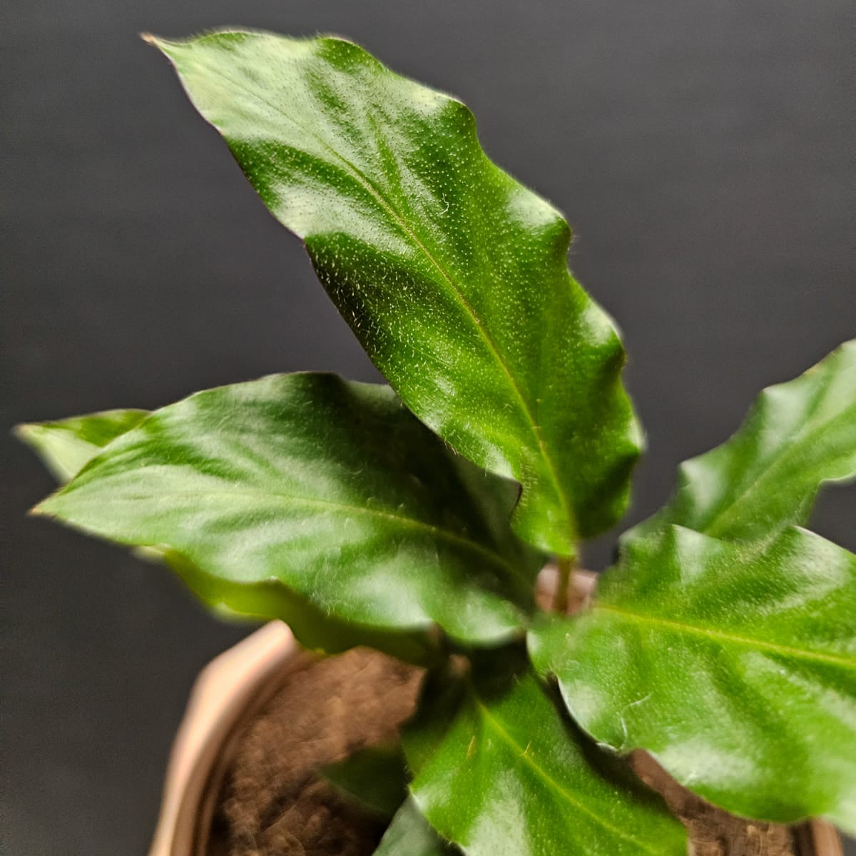Calathea Rufibarba Green - Prayer Plant - 7cm | Houseplant