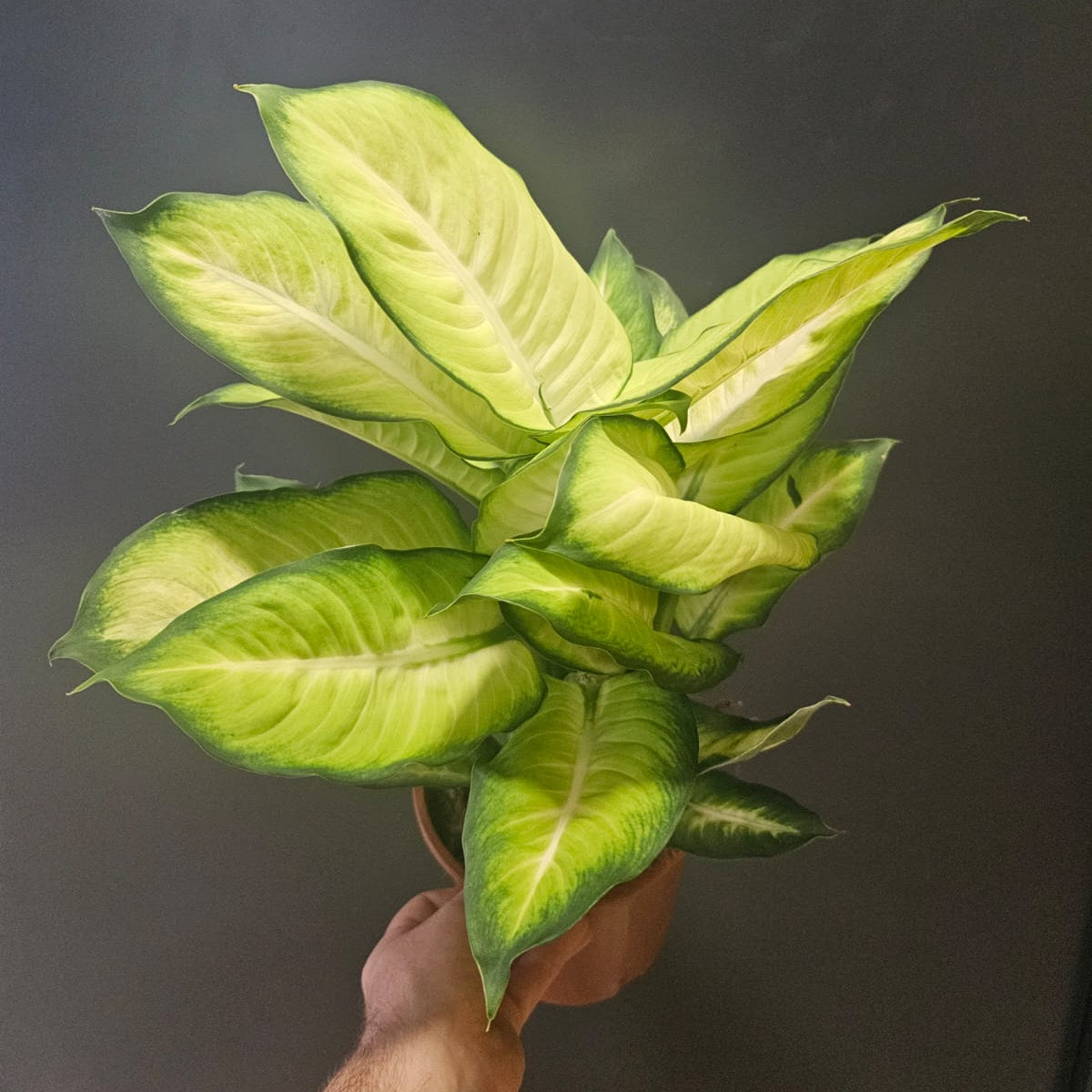 Dieffenbachia, Frontal, multitude of large yellow leaves with dark green outlines.