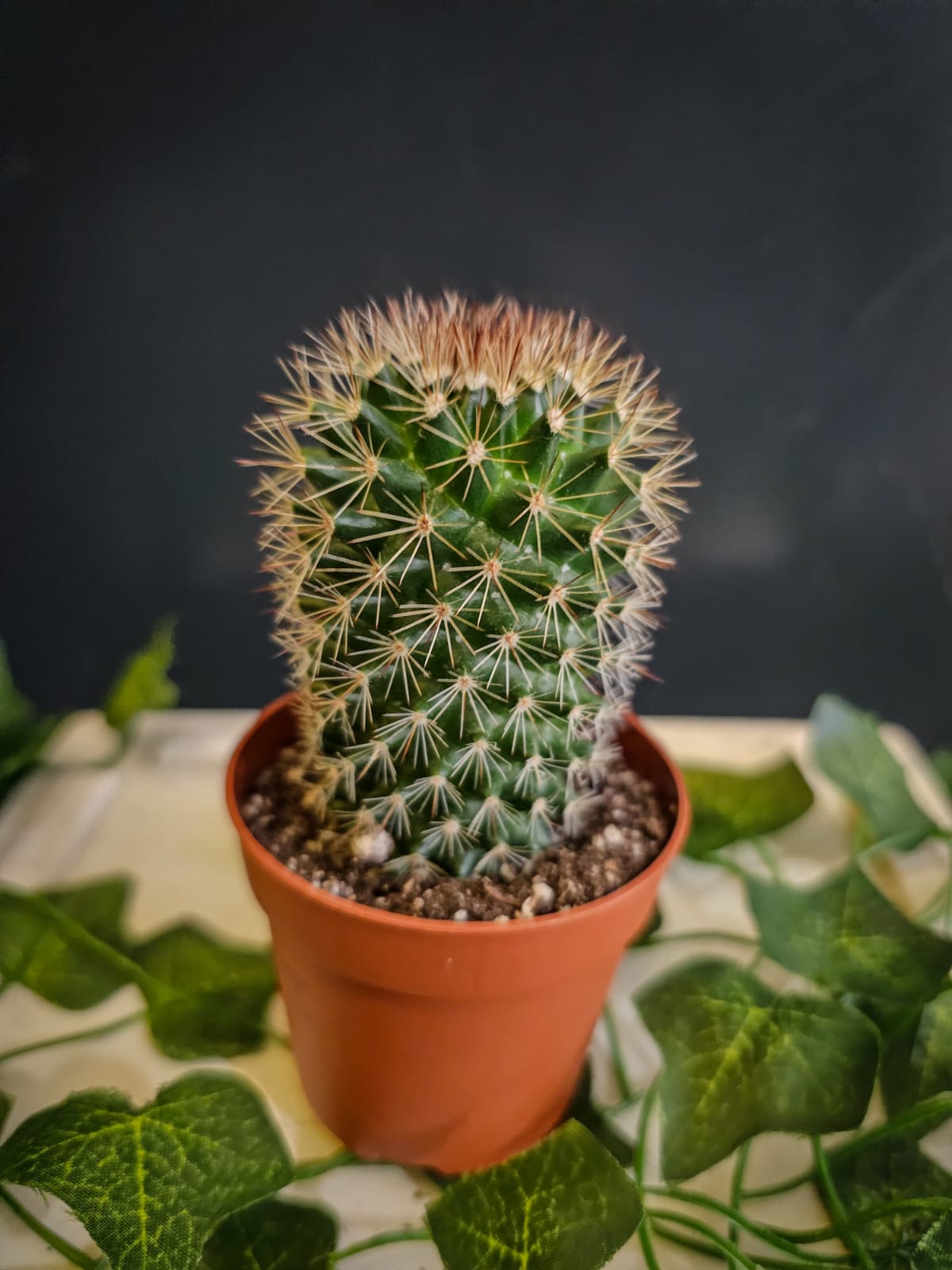 Ernest Cactus - Cactus