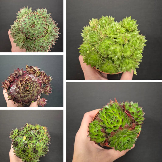 Sempervivum - Houseleek | Houseplant