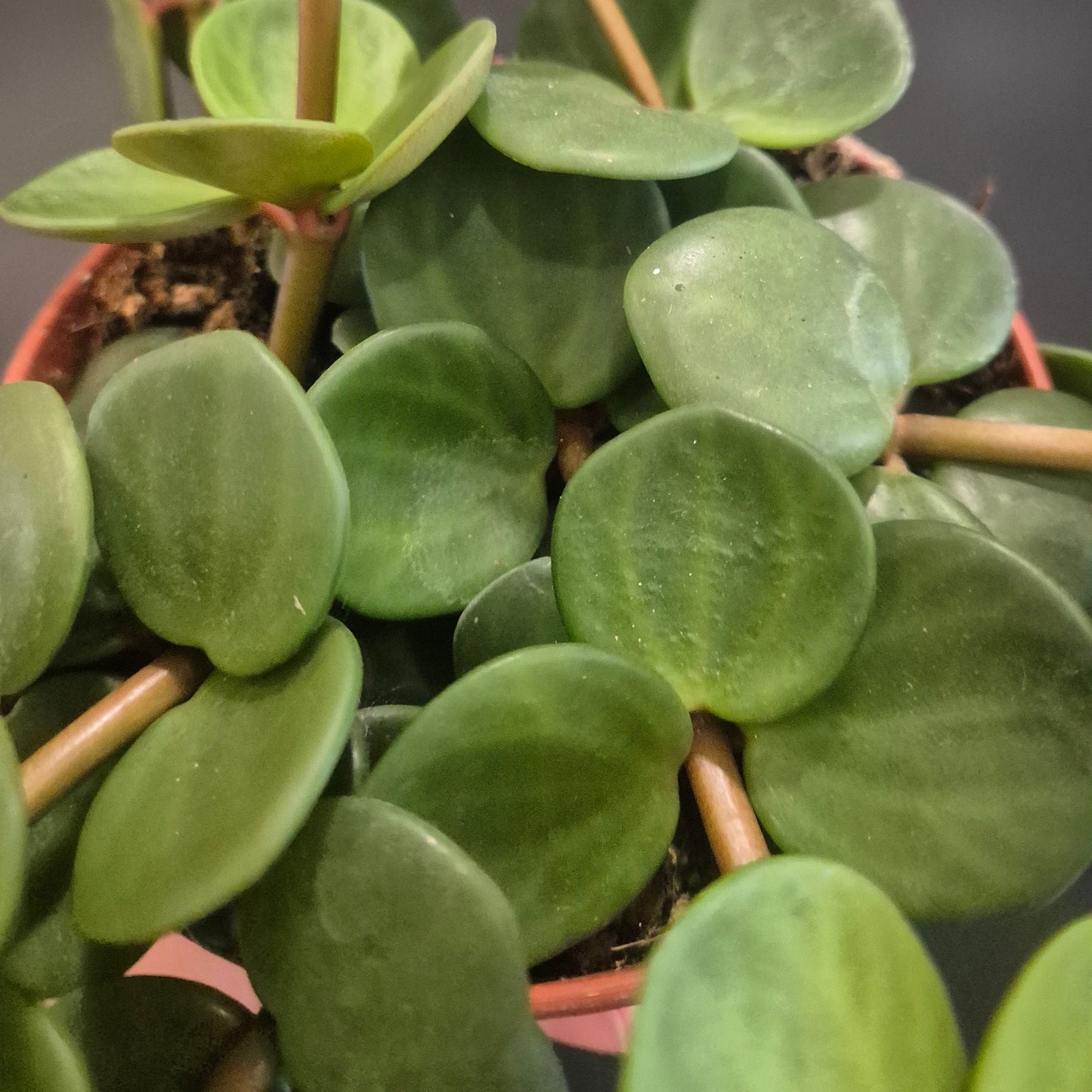 Close-up of a potted plant with round green leaves on a blurred background