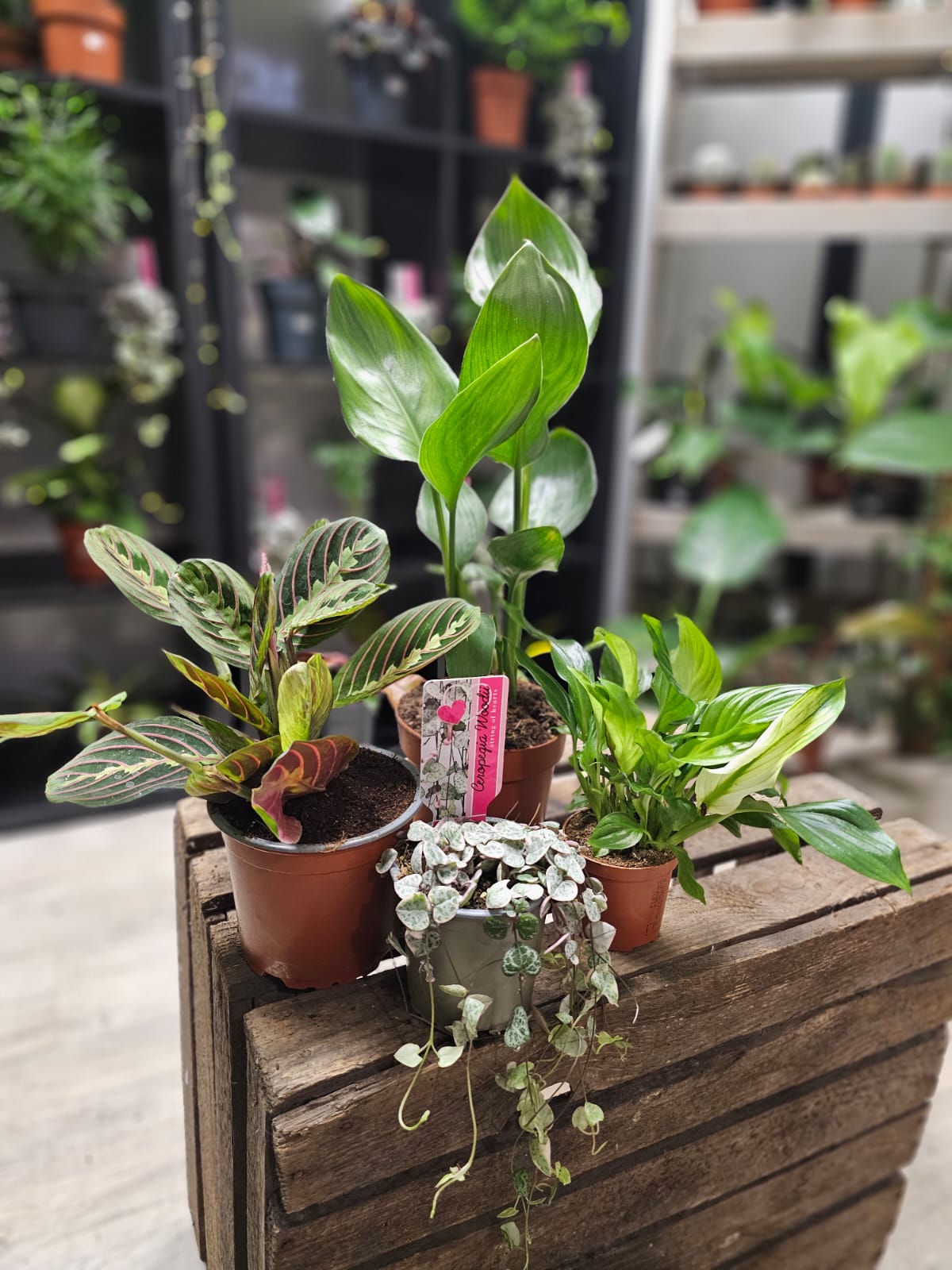 Houseplant Pack with 4 plants Plant Paradise By Gemma