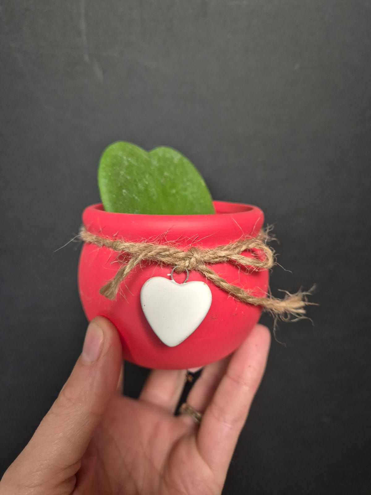 Hoya - Sweetheart Succulent | Houseplant