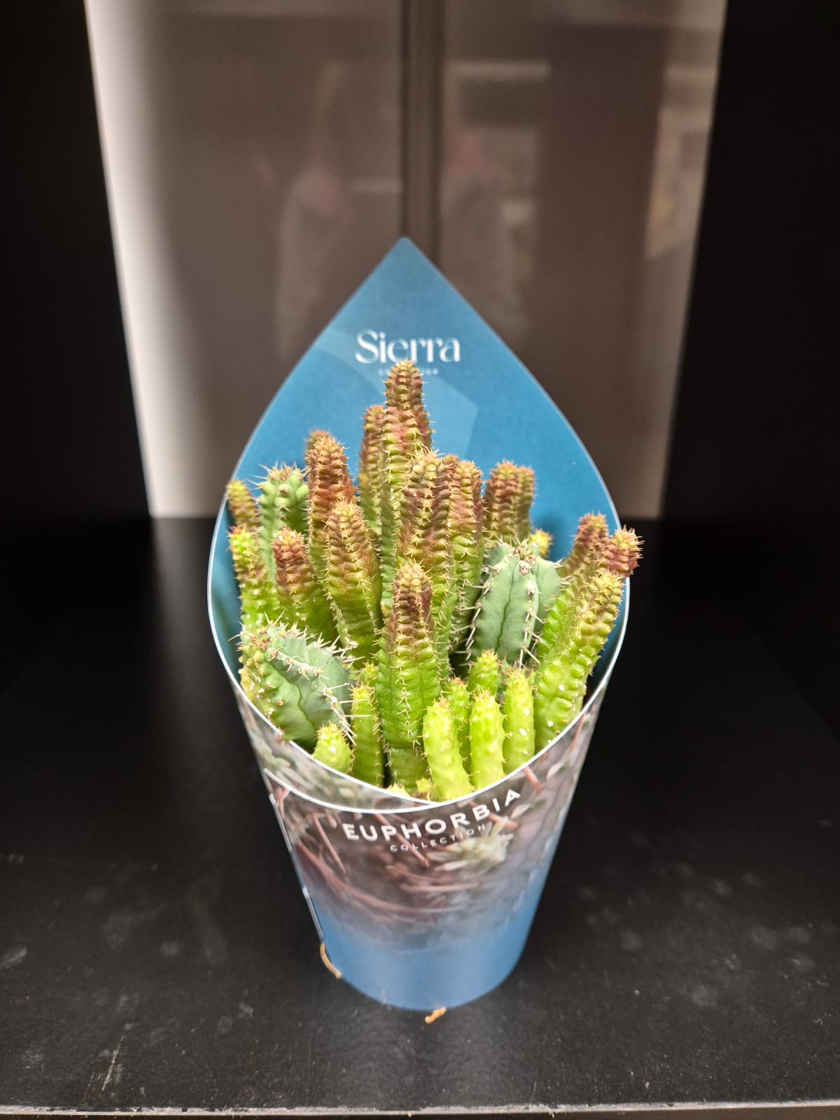Euphorbia | Indian Corn Cob | Houseplant | 8cm