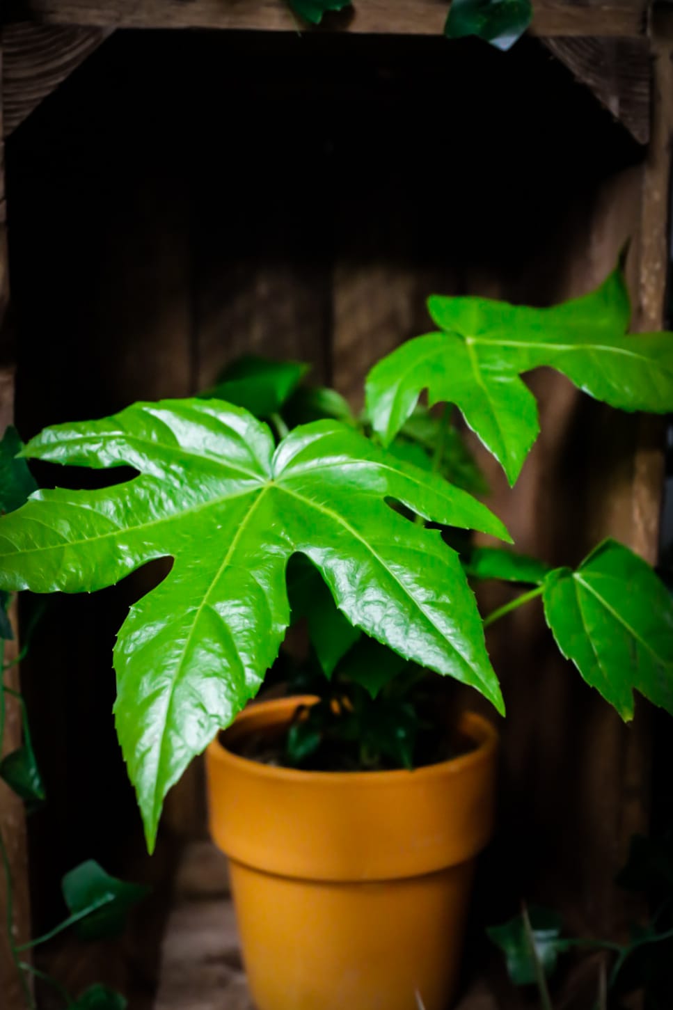 Fatsia Japonica | Japanese aralia | Houseplant | 12cm