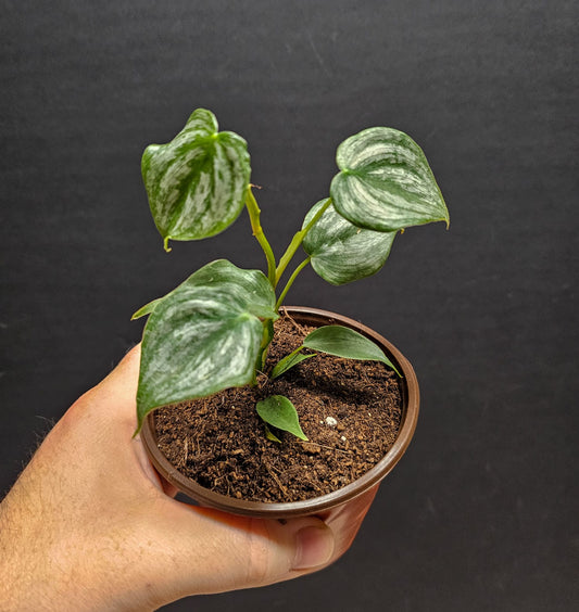 Philodendron Brandii | Houseplant