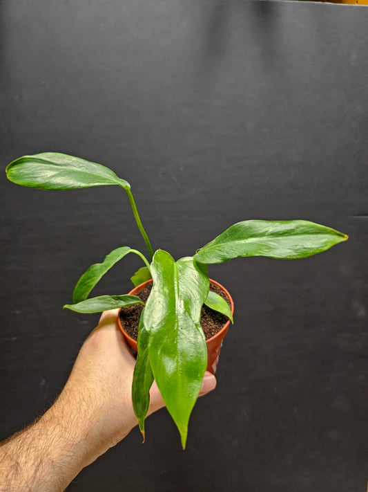 Philodendron Green Princess | Houseplant