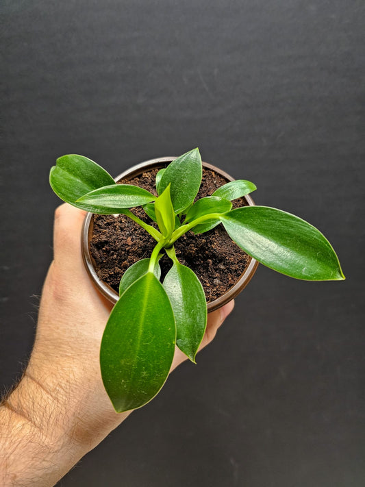 Philodendron Little Apple | Houseplant