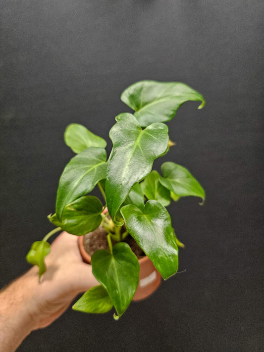 Philodendron Xanadu | Houseplant