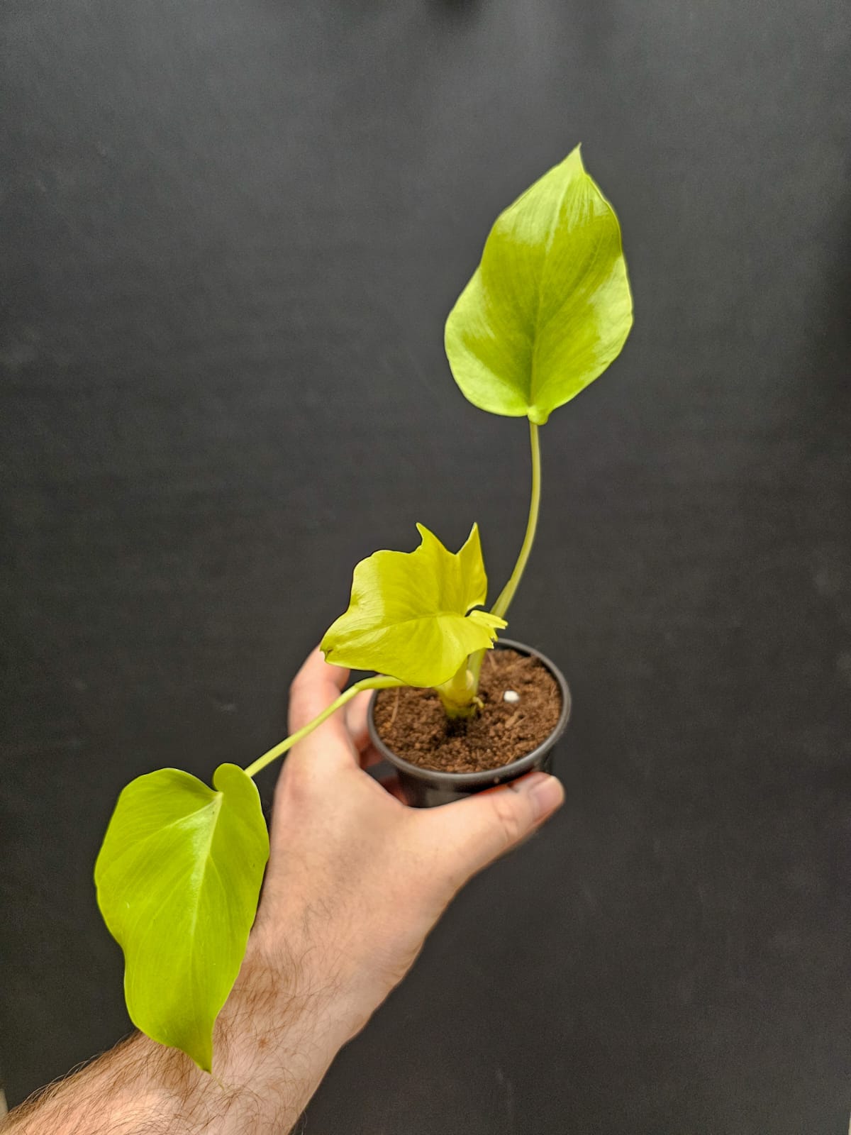 Philodendron Xanadu Lime | Houseplant