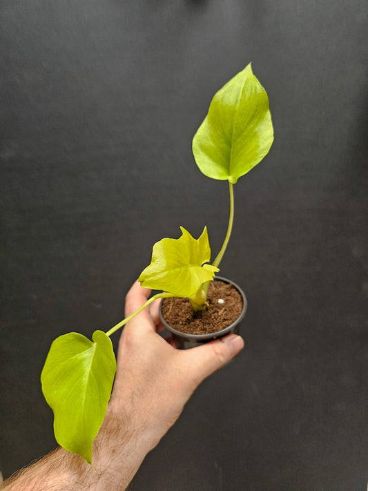 Philodendron Xanadu Lime | Houseplant