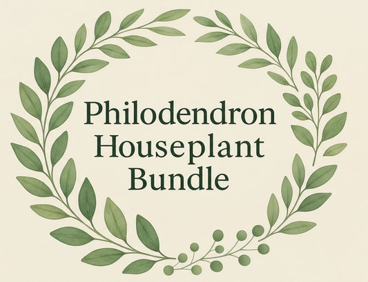 Baby Philodendron Houseplant Bundle