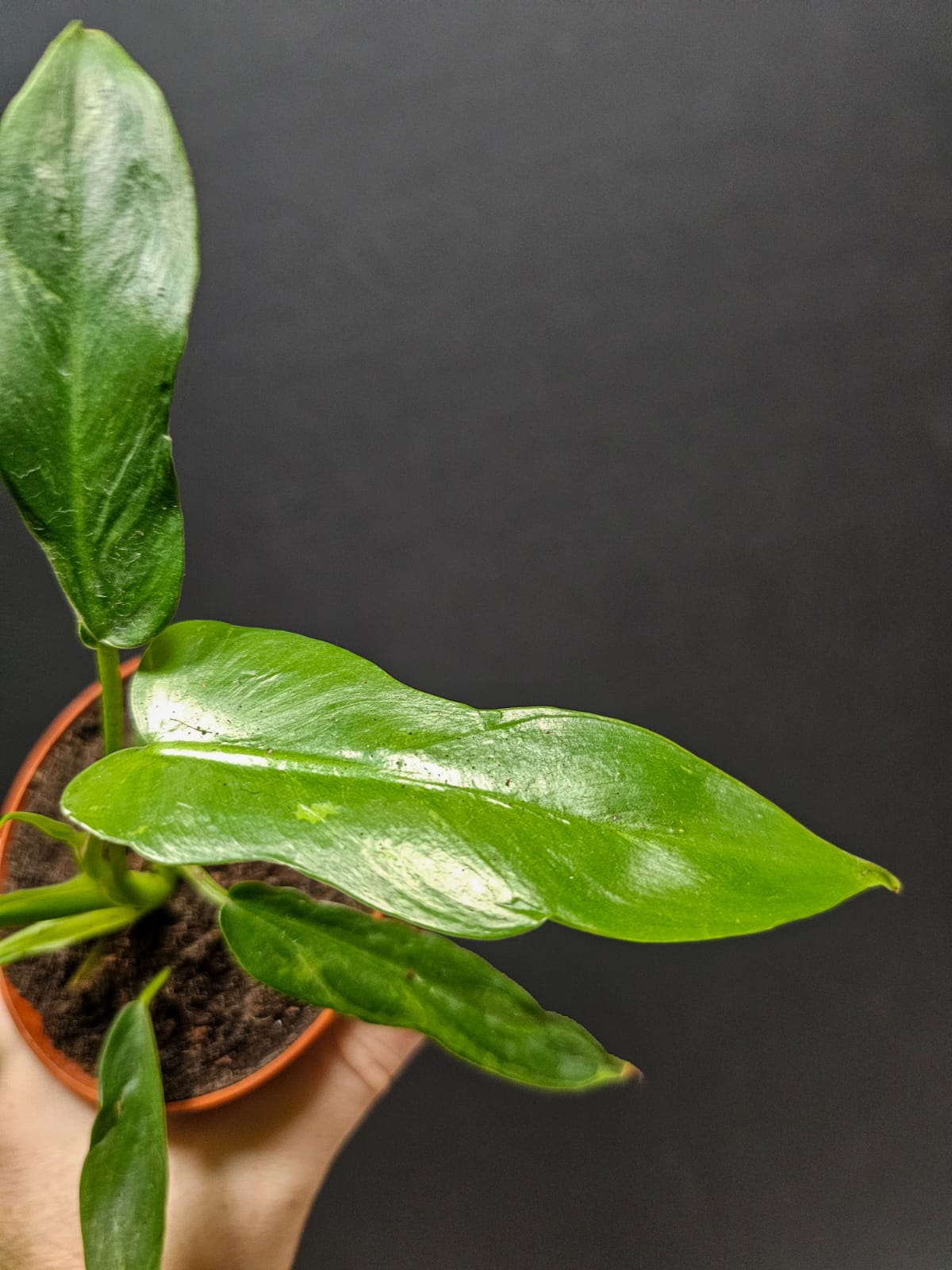 Philodendron Green Princess | Houseplant