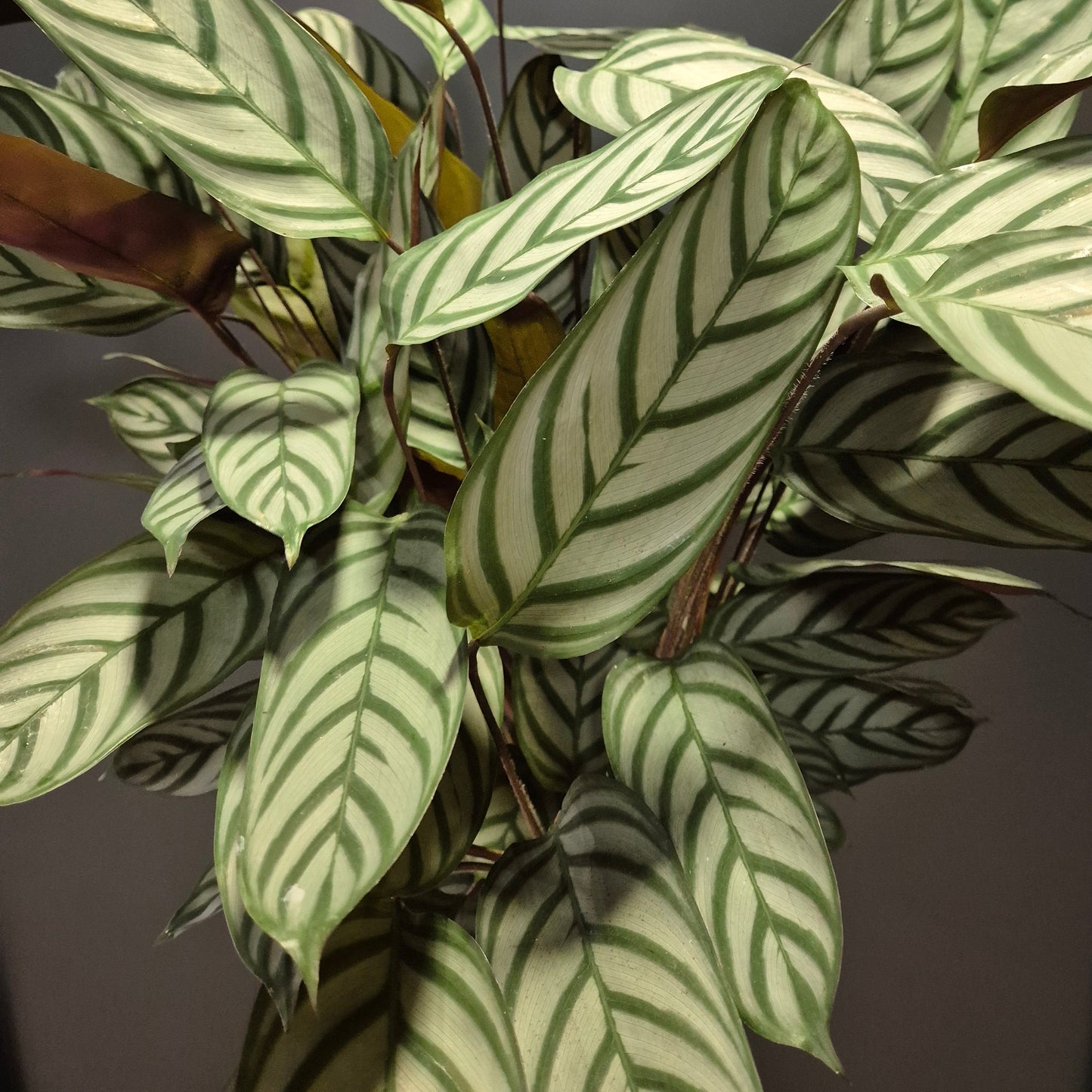 Close-up of a dark and light green striped patterned leaf plant against a dark background