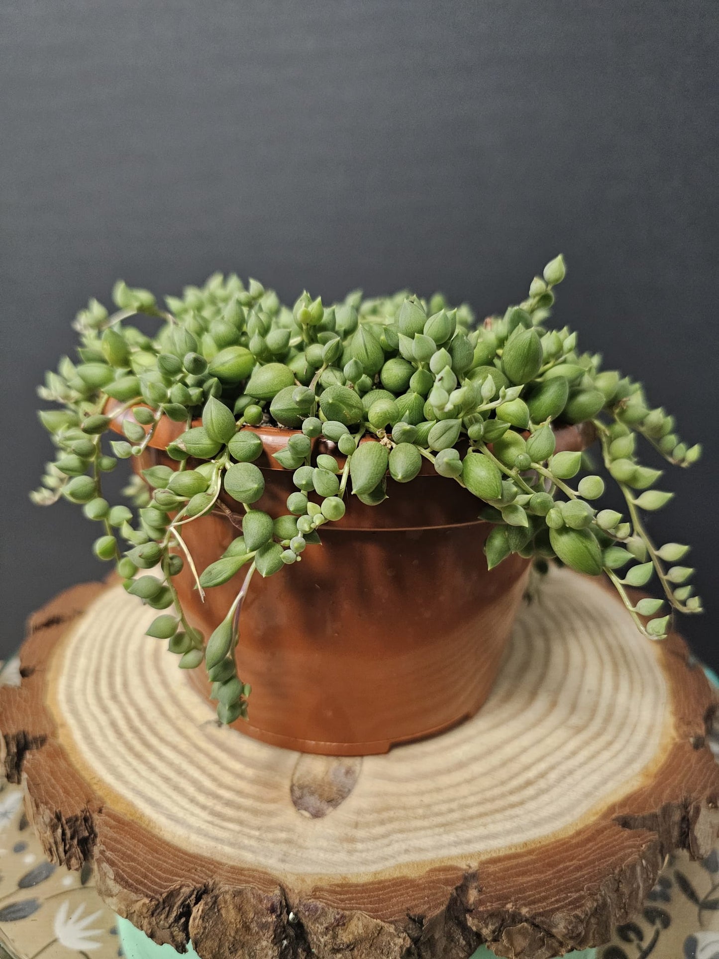 String Of Pearls - Senecio rowleyanus | Houseplants