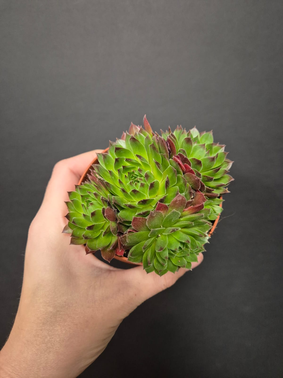 Sempervivum - Houseleek | Houseplant