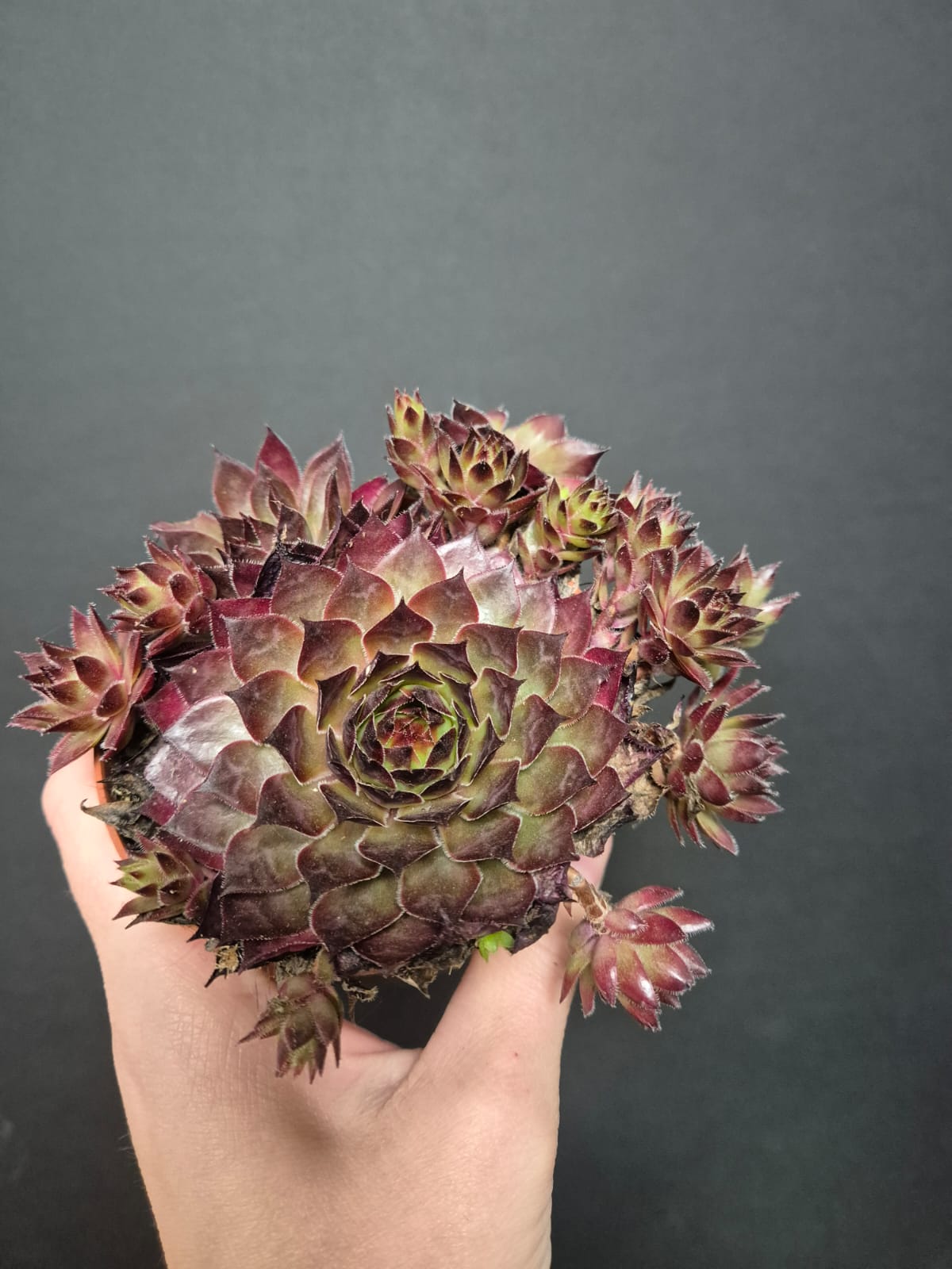 Sempervivum - Houseleek | Houseplant
