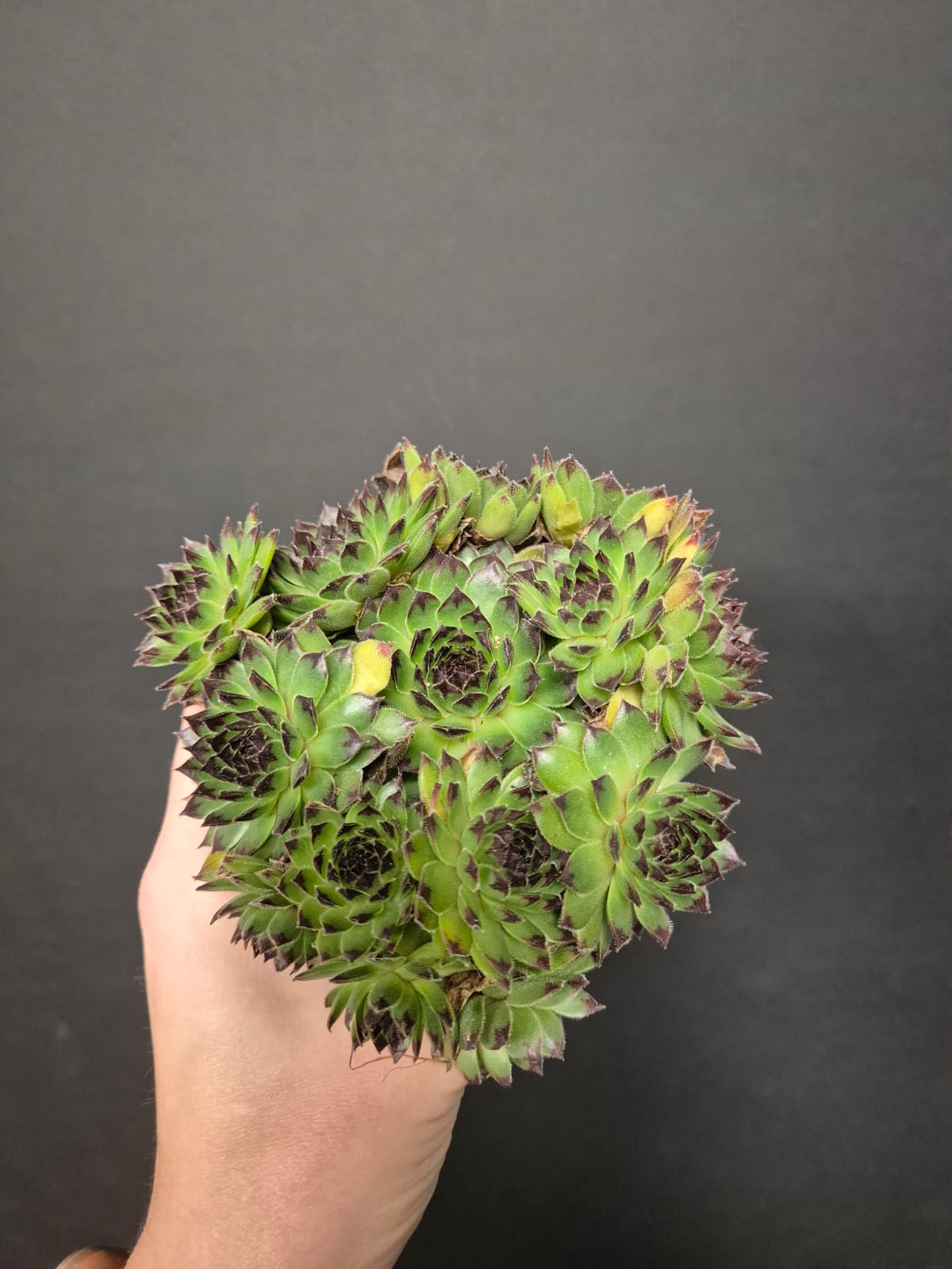 Sempervivum - Houseleek | Houseplant