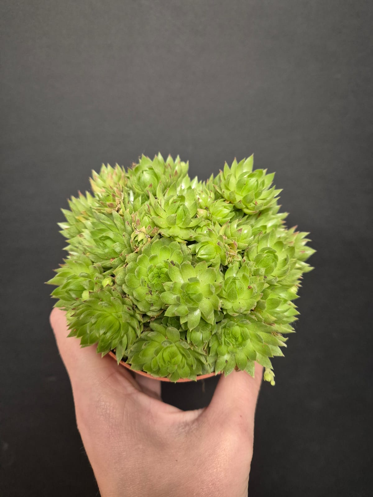 Sempervivum - Houseleek | Houseplant