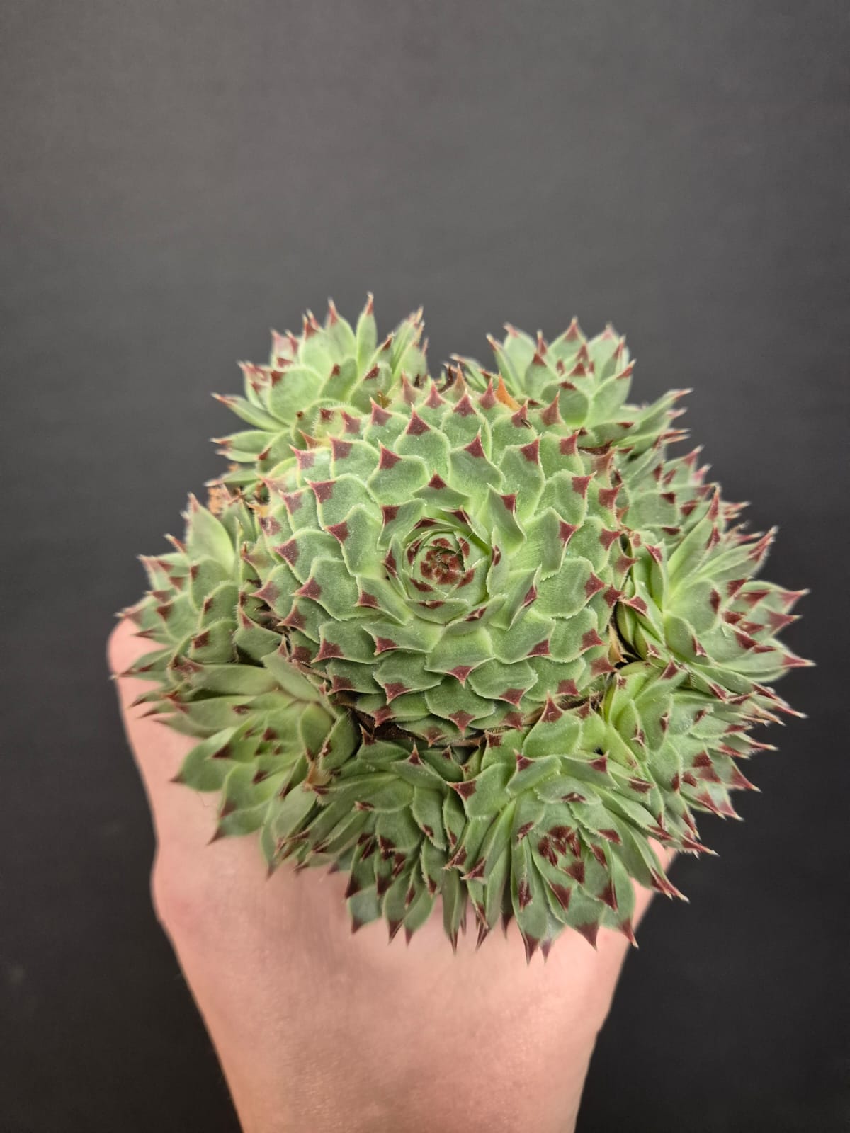Sempervivum - Houseleek | Houseplant