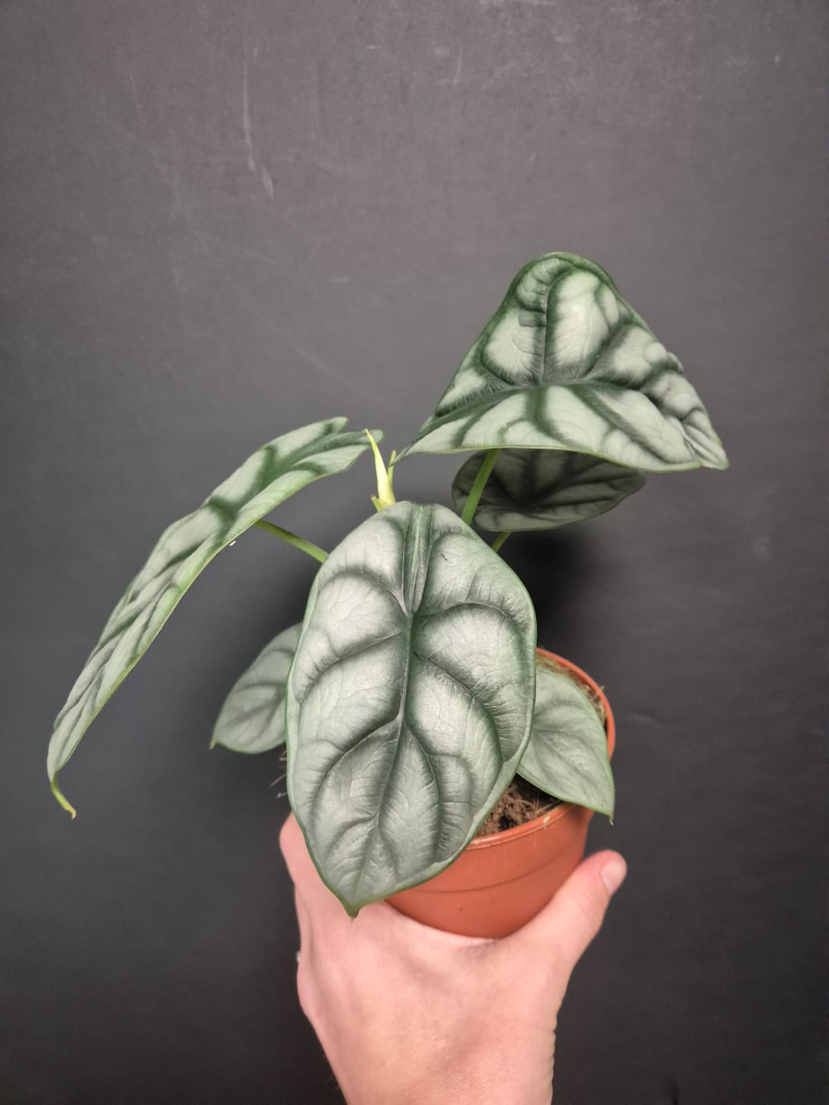 Alocasia Silver Dragon - Elephant Ear | Houseplant