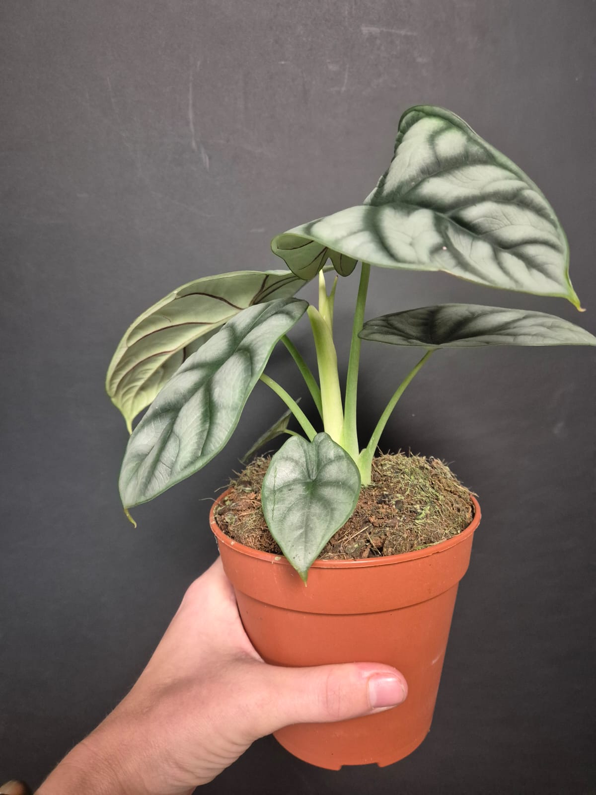 Alocasia Silver Dragon - Elephant Ear | Houseplant