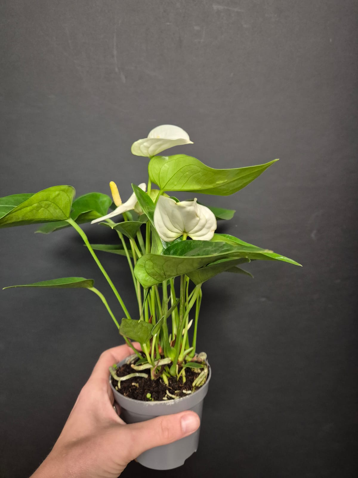Anthurium White Small | Flamingo Flower | Houseplant
