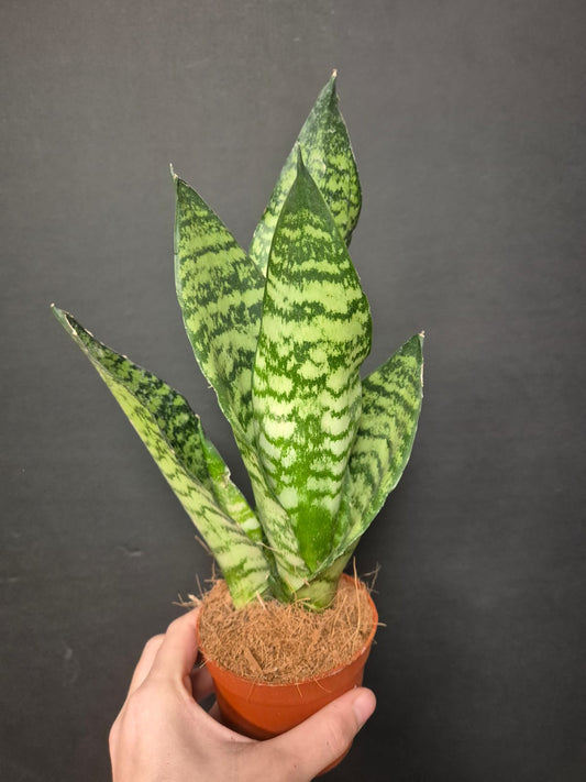 Sansevieria Hahnii - Snake Plant | Houseplant