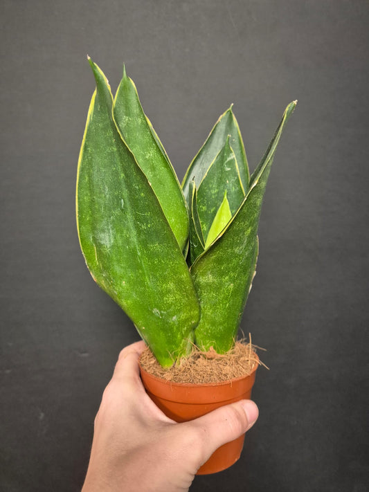 Sansevieria Jade Lotus - Snake Plant | Houseplant