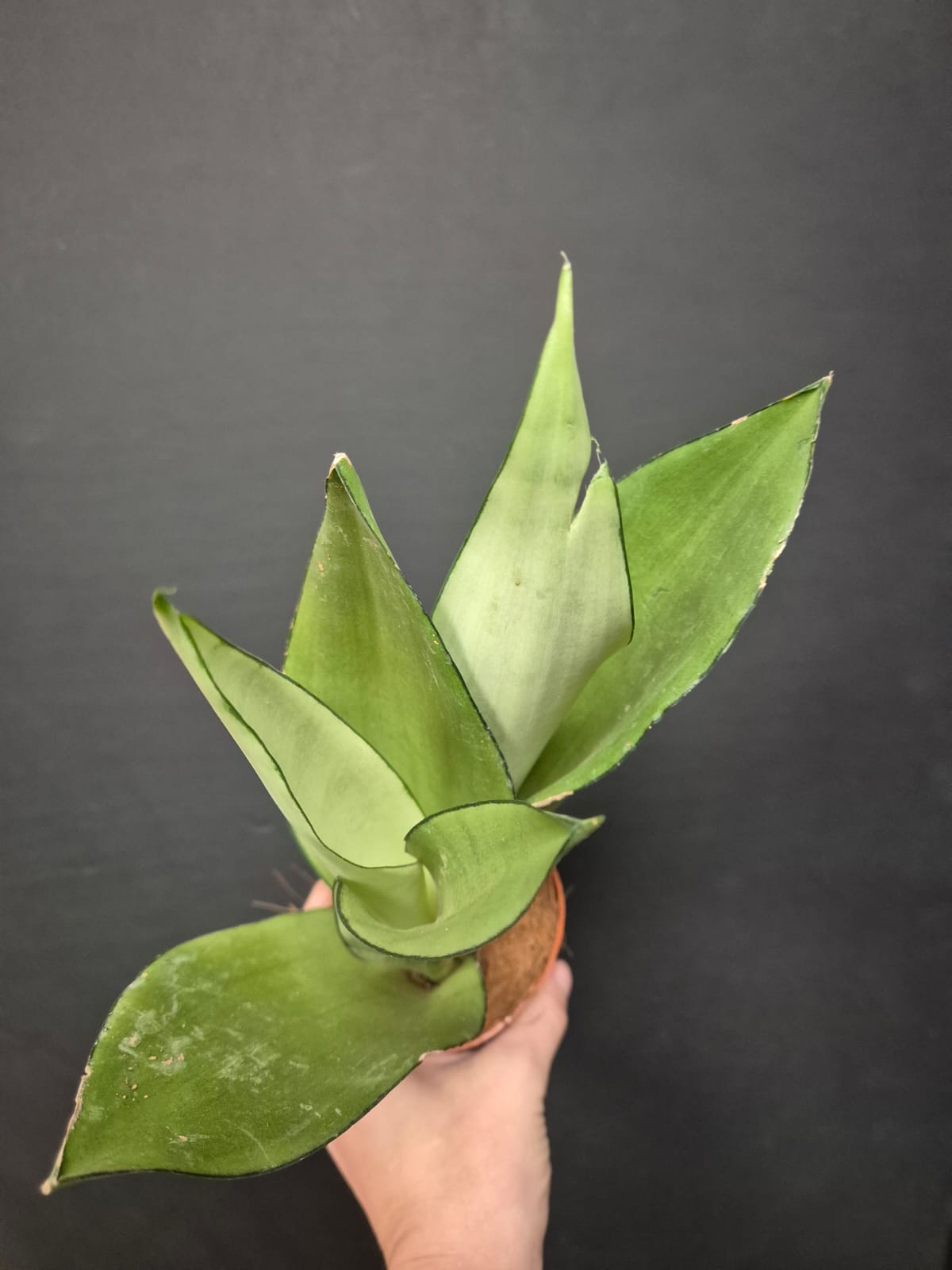 Sansevieria Moonshine - Snake Plant | Houseplant