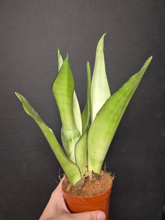 Sansevieria Moonshine - Snake Plant | Houseplant
