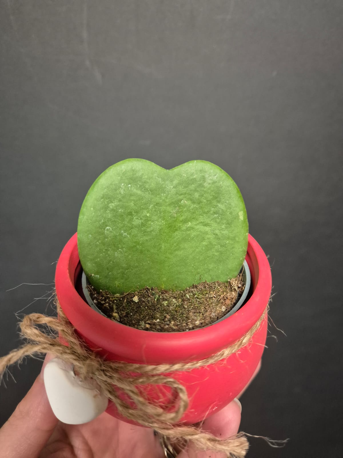 Hoya - Sweetheart Succulent | Houseplant