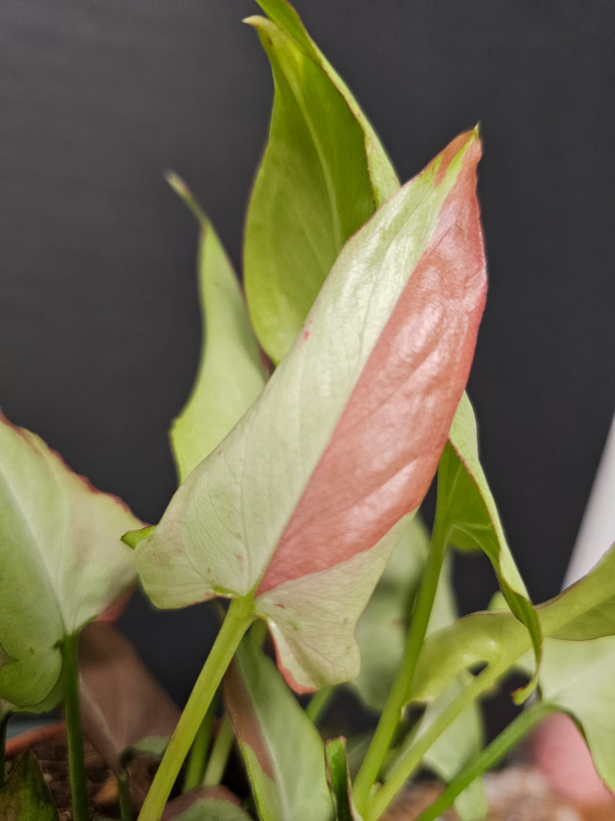 Syngonium Orm Nakpun Variegata | Variegated Arrowhead | Houseplant