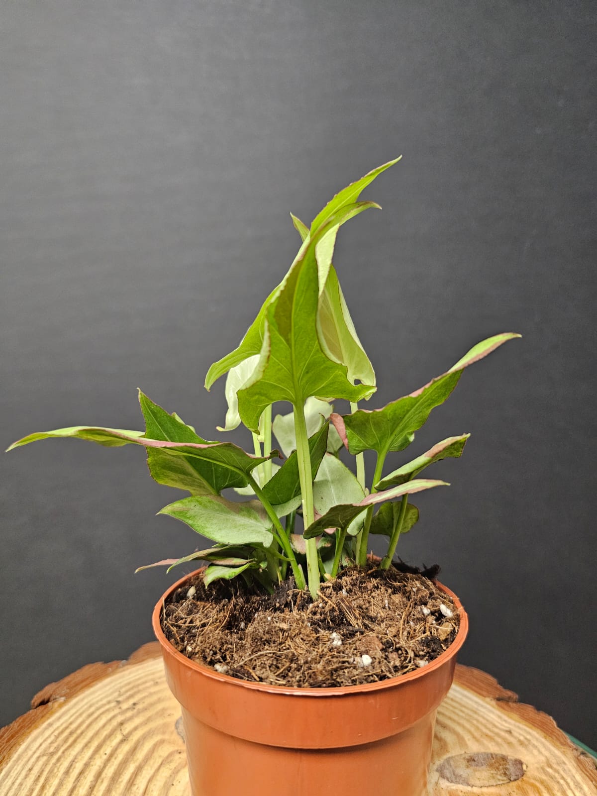 Syngonium Orm Nakpun Variegata | Variegated Arrowhead | Houseplant